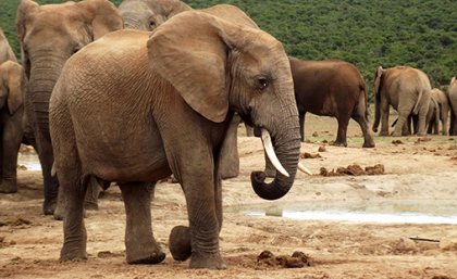 Elephant herd in Addo Elephant National Park. Photo by Rory Biggs.